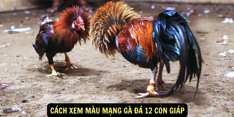 Cách Xem Màu Mạng Gà Đá 12 Con Giáp 5 Cách Xem Màu Mạng Gà Đá 12 Con Giáp