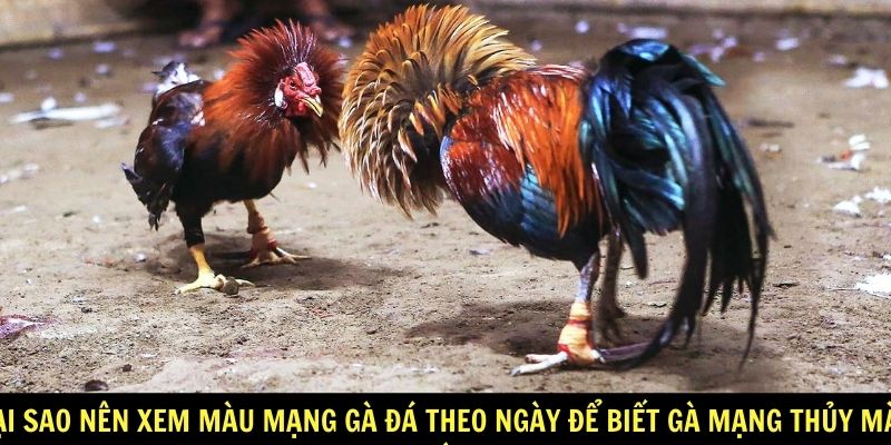 Gà Mạng Thủy Màu Gì? - Hướng Dẫn Xem Màu Mạng Gà Đá Chuẩn Nhất 5 Tại sao nên xem màu mạng gà đá theo ngày để biết gà mạng thủy màu gì?