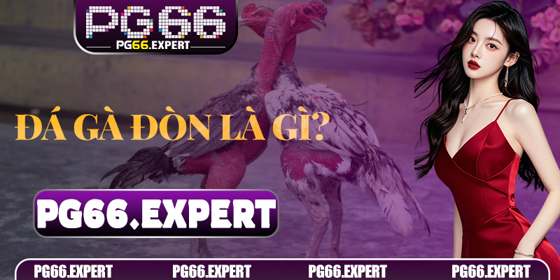 Đá Gà Đòn PG66 – Trò Chơi Cá Cược Đỉnh Cao Cho Người Chơi Thông Minh 5 Đá Gà Đòn là gì? Tìm hiểu từ cơ bản đến chuyên sâu
