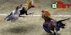 Đá-Gà-Trực-Tiếp